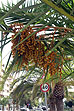 Пинеда де Мар, финиковая пальма